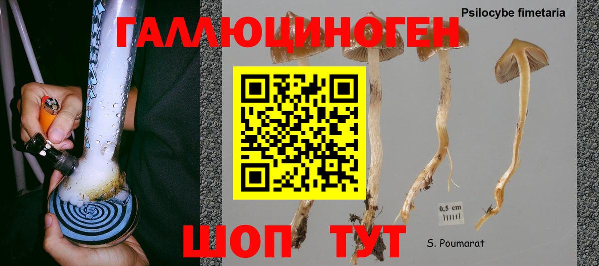 Галлюциногенные грибы Psilocybe  Вход с VPN  цены   Железноводск  Галлюциногенные грибы Cubensis 